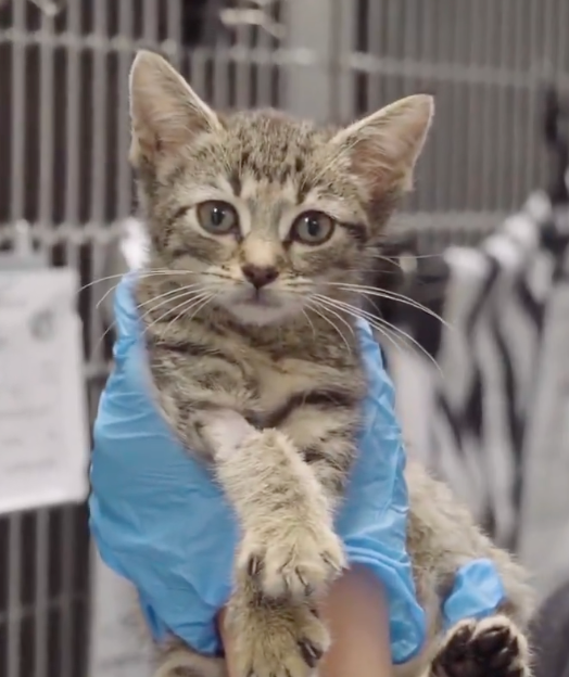 The real rescued tabby kitten held carefully in blue gloves